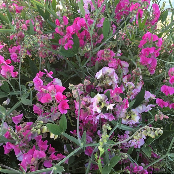 Meet your Posher, Nat - Picture 1 of 1